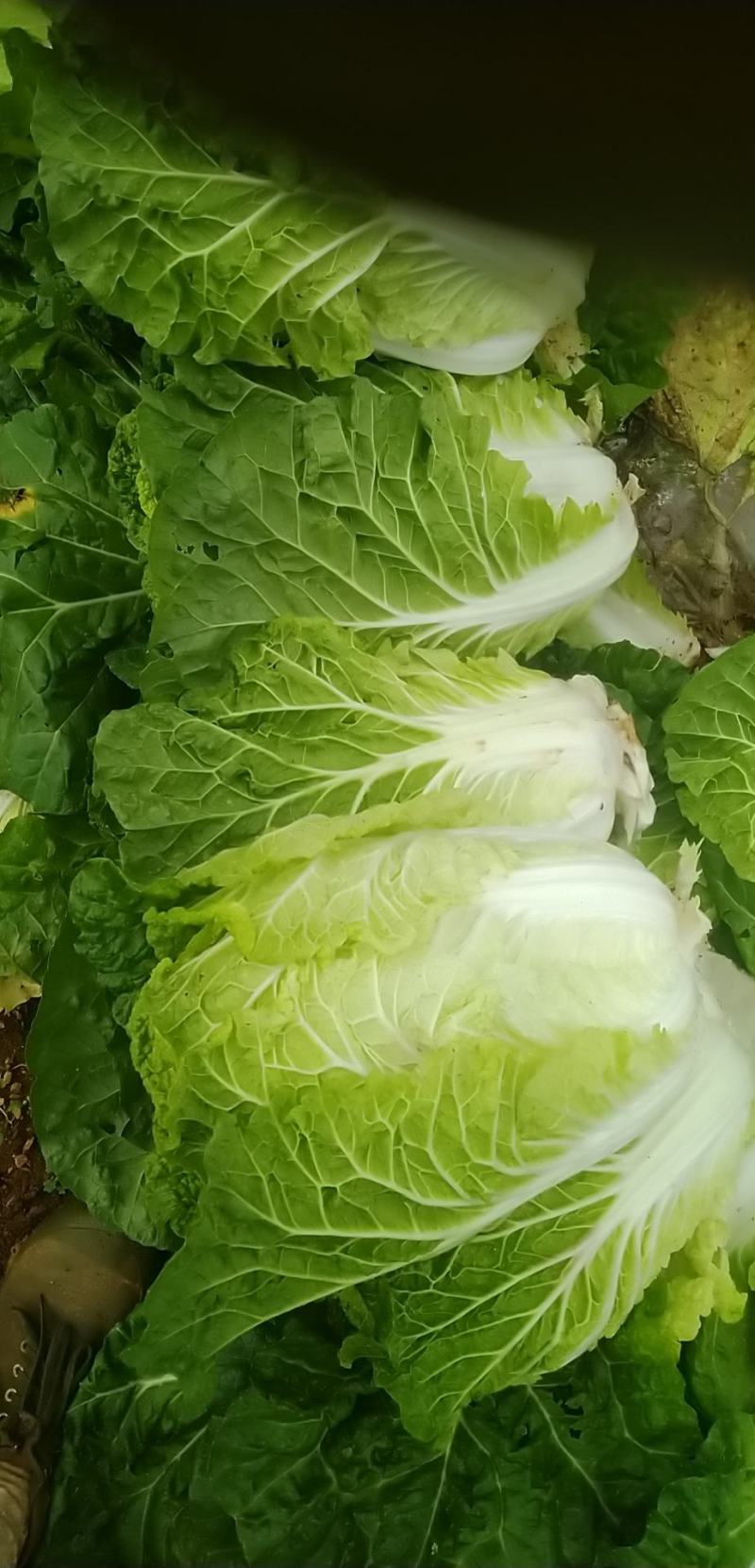 抗根三号黄心大白菜一百五十多亩