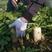 韩国新白玉春白萝卜种子皮白光滑种植户农户大面积种植