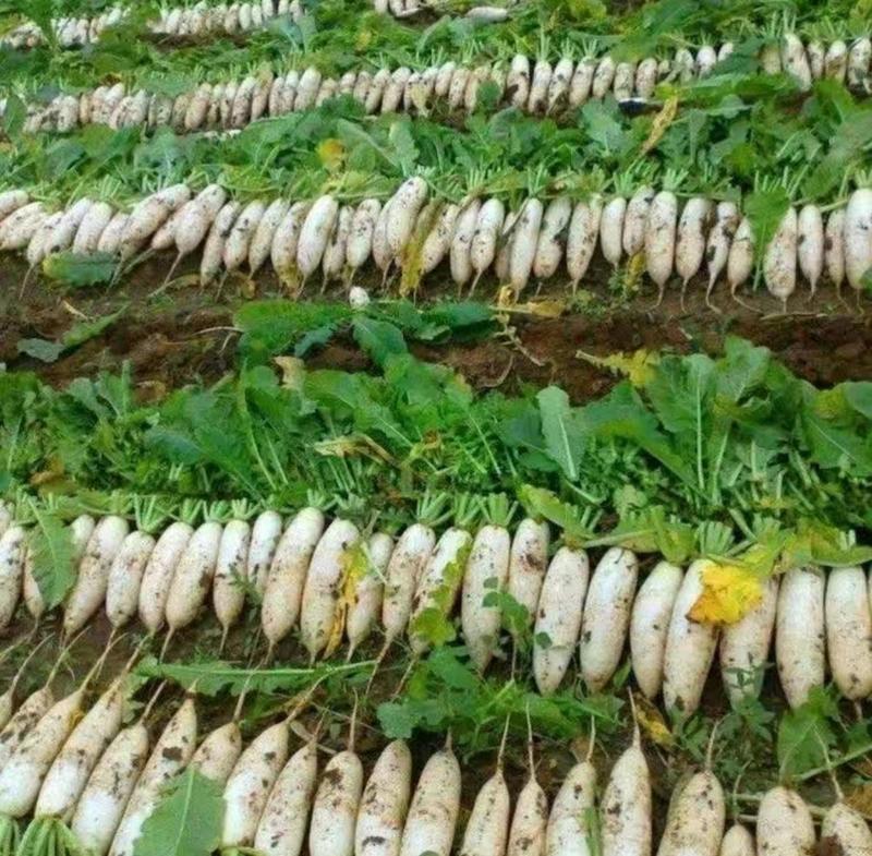 韩国新白玉春白萝卜种子皮白光滑种植户农户大面积种植