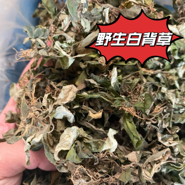 野生白背草地胆头优质选货一斤起售