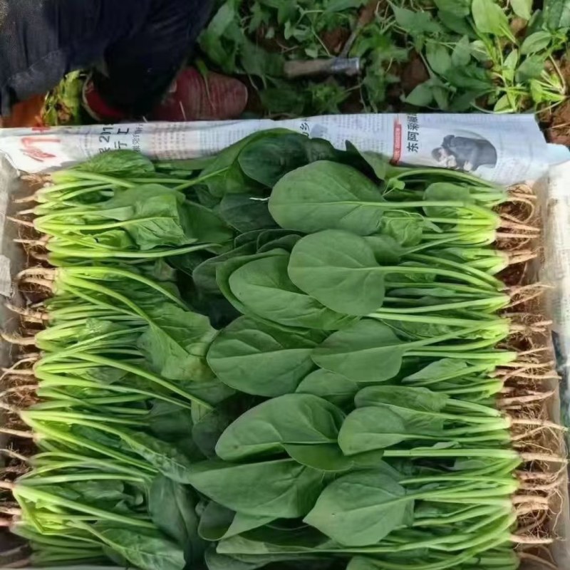 大叶菠菜产地发货质量可靠有大棚打捆装框泡沫箱