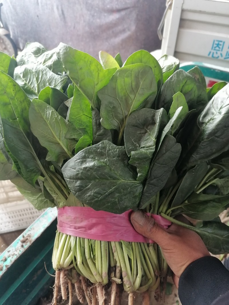 大叶菠菜产地发货质量可靠有大棚打捆装框泡沫箱