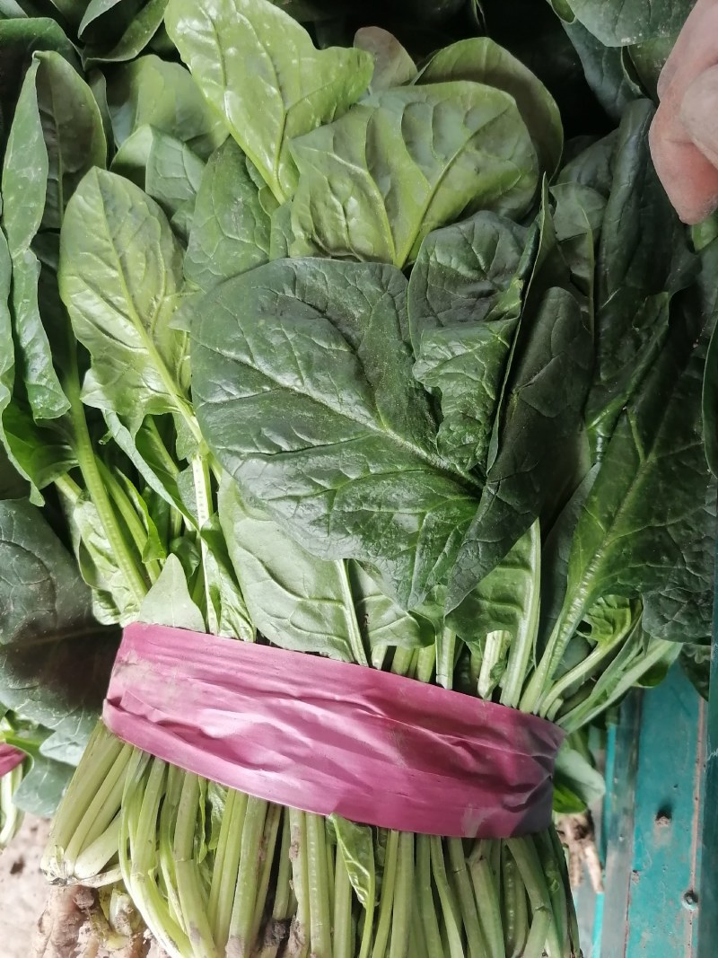 大叶菠菜产地发货质量可靠有大棚打捆装框泡沫箱