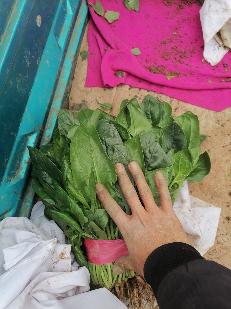 大叶菠菜产地发货质量可靠有大棚打捆装框泡沫箱