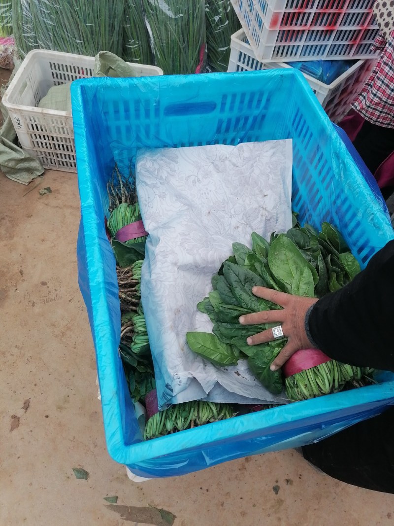 大叶菠菜产地发货质量可靠有大棚打捆装框泡沫箱