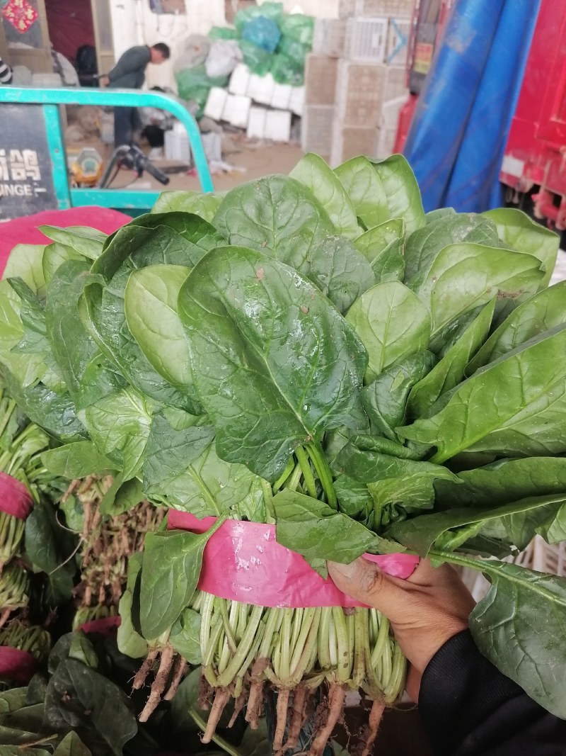 大叶菠菜产地发货质量可靠有大棚打捆装框泡沫箱