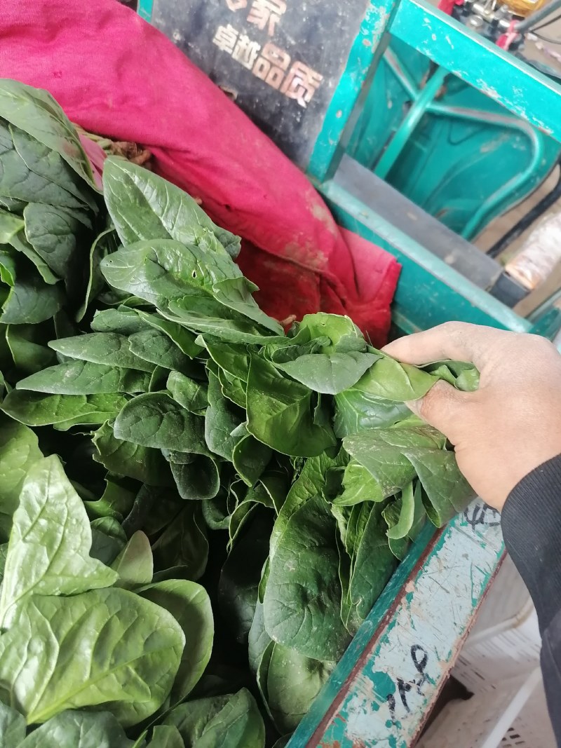 大叶菠菜产地发货质量可靠有大棚打捆装框泡沫箱