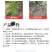 奥丰颗粒硼微量元素肥底肥提高坐果率保花保果果树蔬菜通用