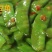 东北咸菜
