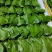 山野菜
