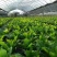 山野菜