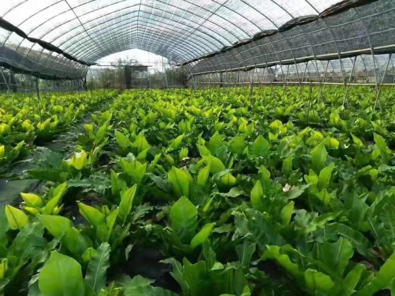 山野菜