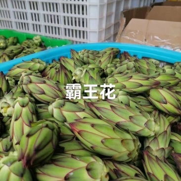 霸王花
