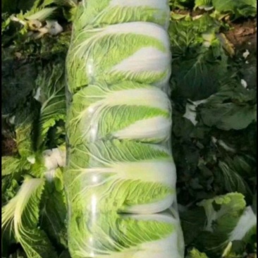 黄心大白菜忻州本地，质量好