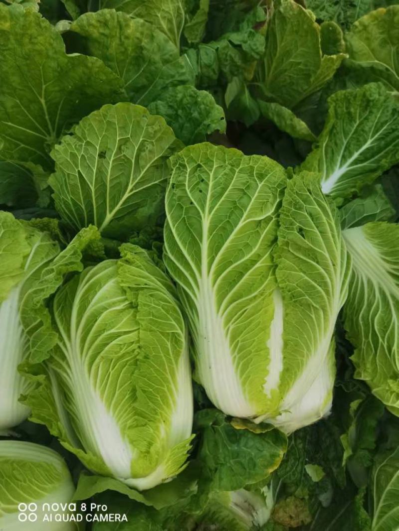 黄心大白菜忻州本地，质量好