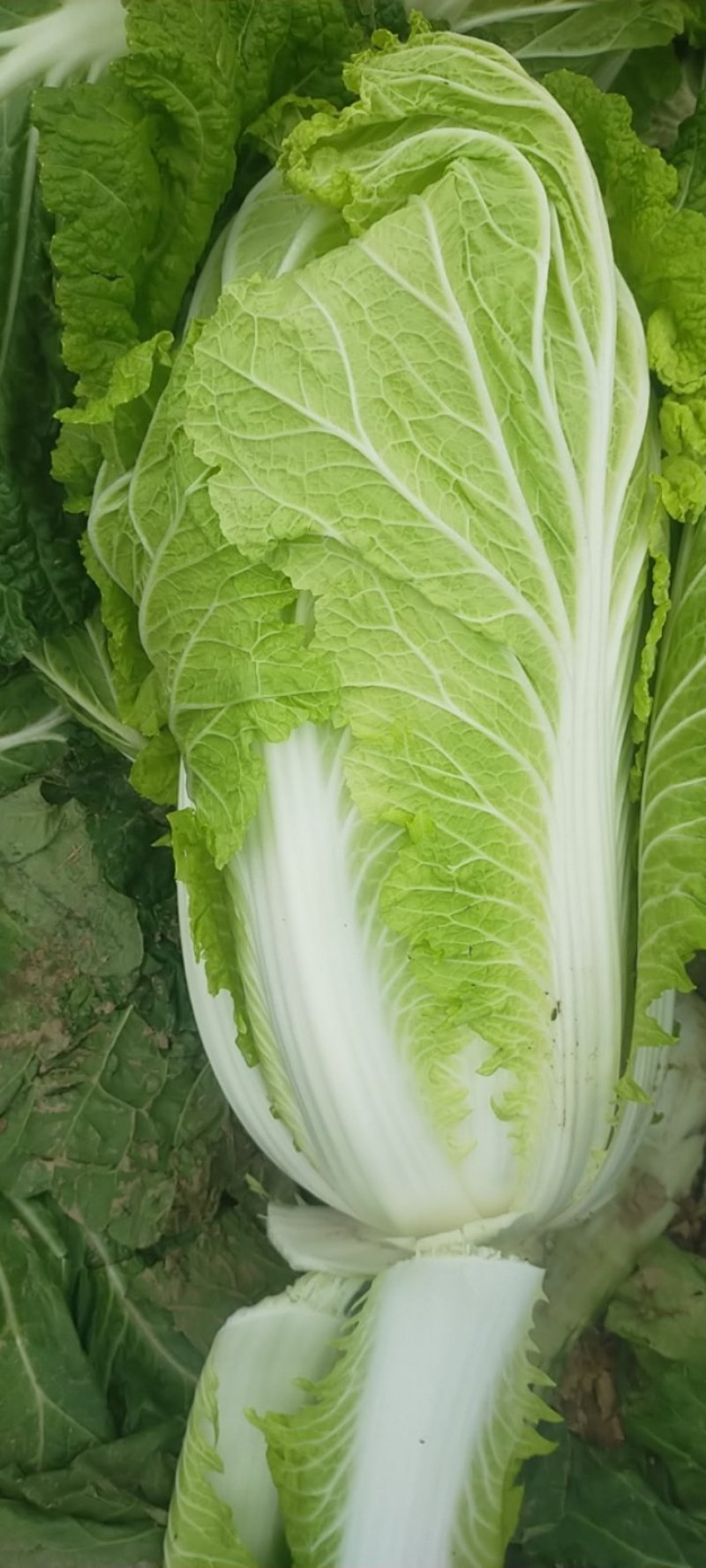 精品白菜，无烧心，无烂边诚信买卖对接电商市场加工厂
