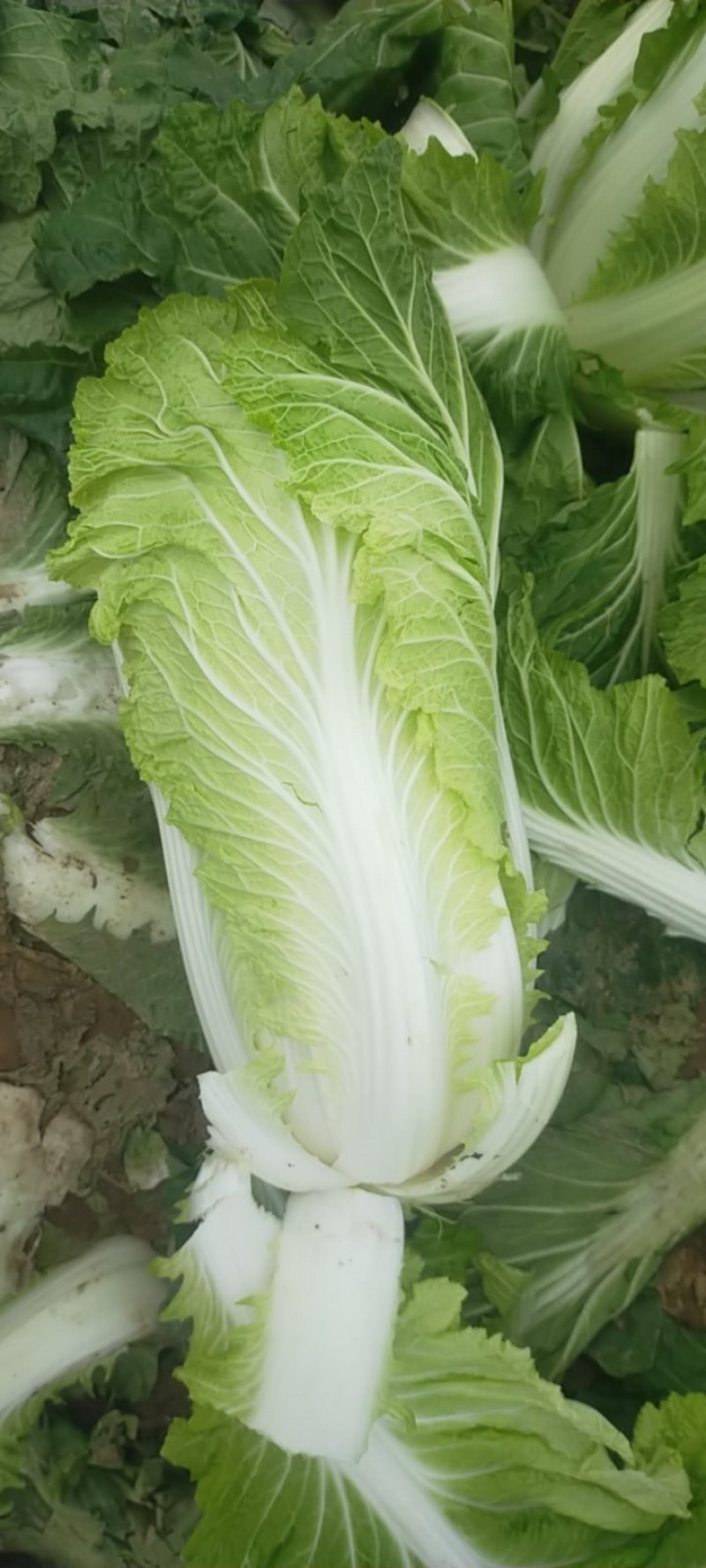 精品白菜，无烧心，无烂边诚信买卖对接电商市场加工厂