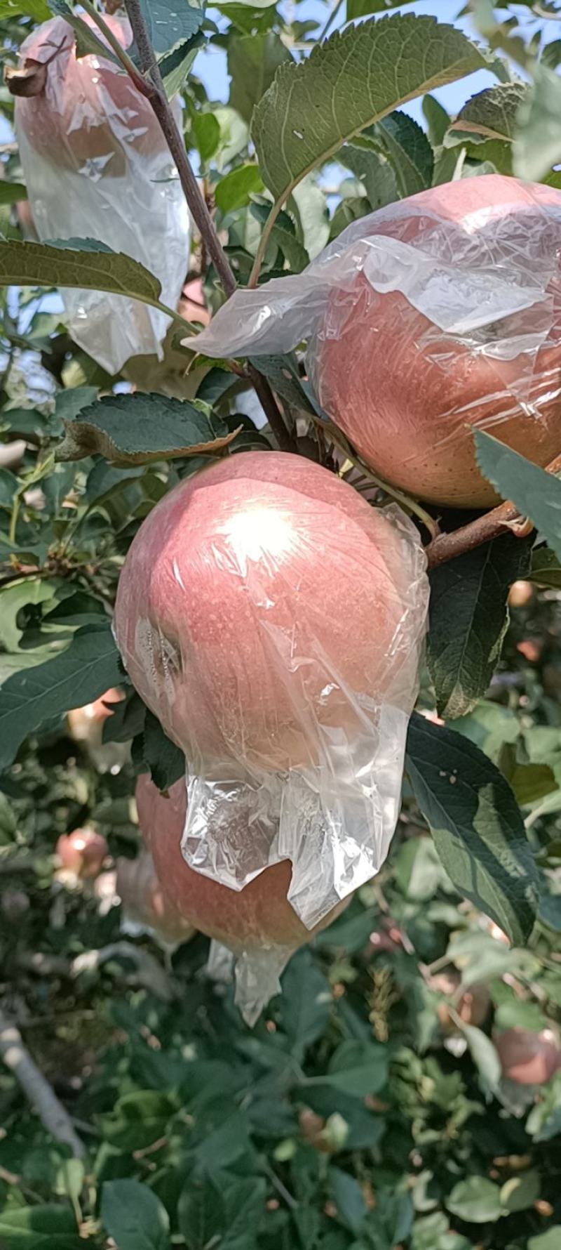 红富士苹果颜色新鲜一级果大味甜皮薄质量保证价格便宜欢迎各