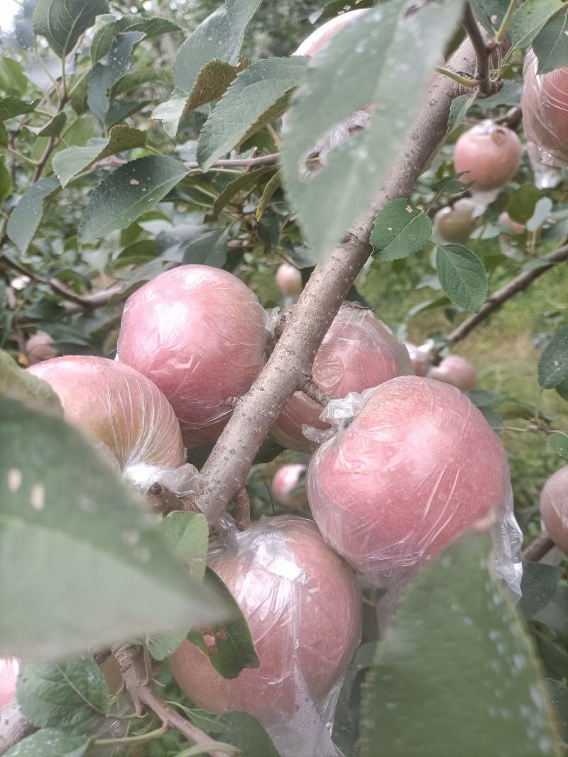 红富士苹果颜色新鲜一级果大味甜皮薄质量保证价格便宜欢迎各
