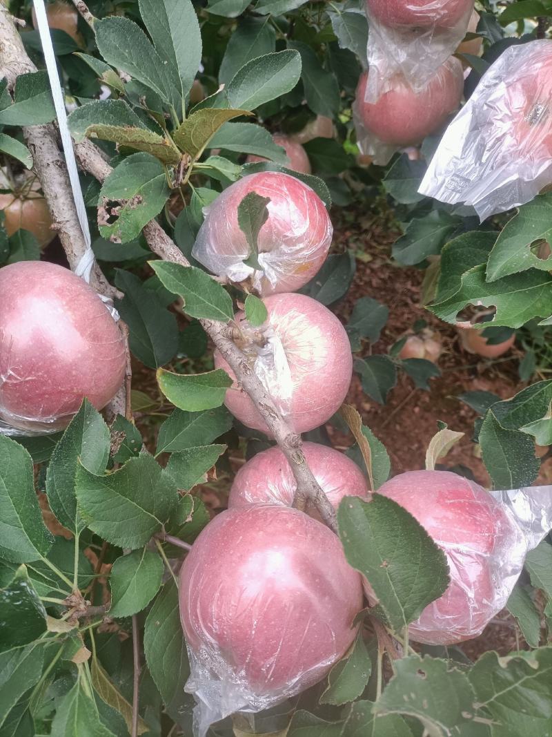 红富士苹果颜色新鲜一级果大味甜皮薄质量保证价格便宜欢迎各