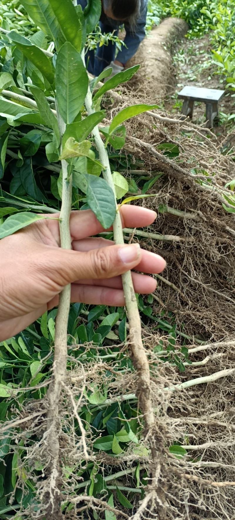 大量供应各种规格土柠檬苗，红芽柠檬苗