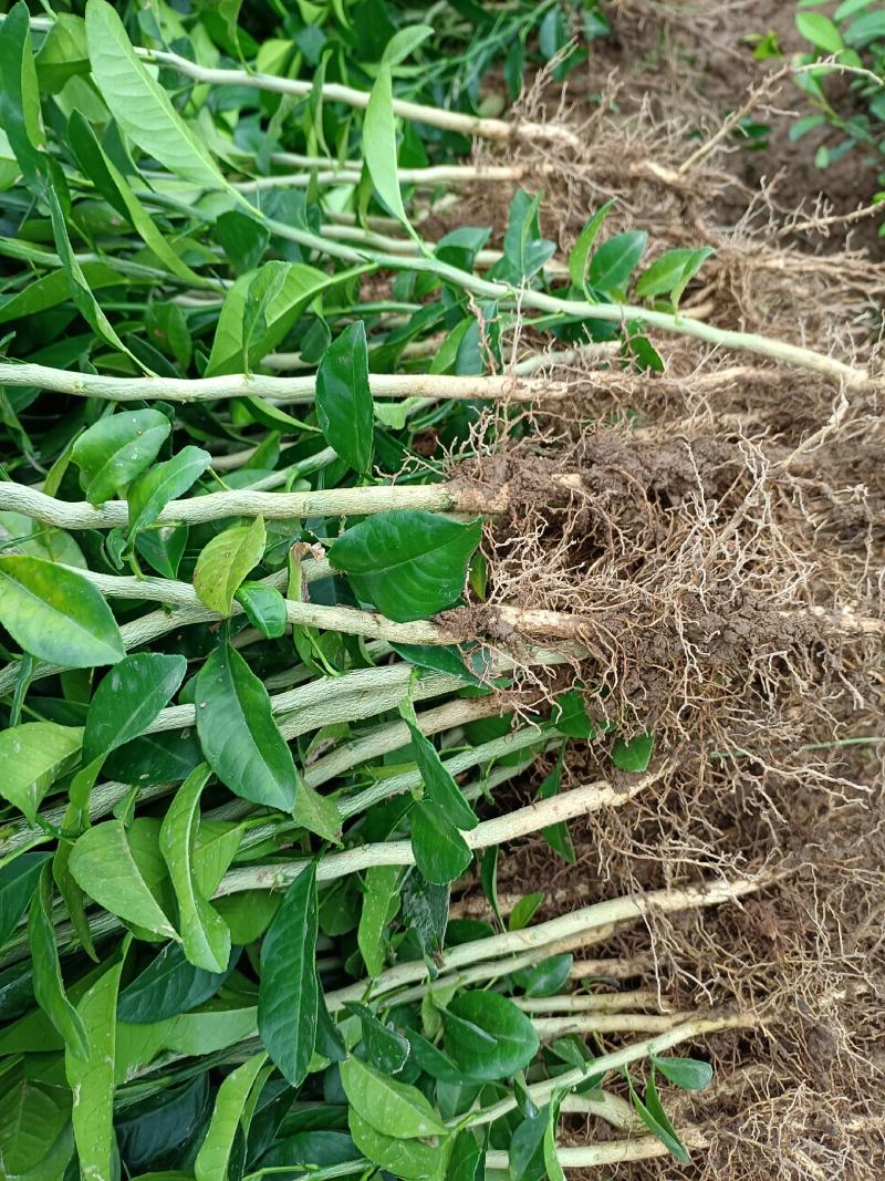大量供应各种规格土柠檬苗，红芽柠檬苗