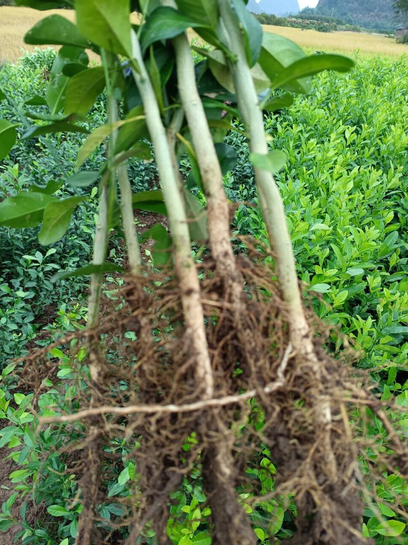 大量供应各种规格土柠檬苗，红芽柠檬苗