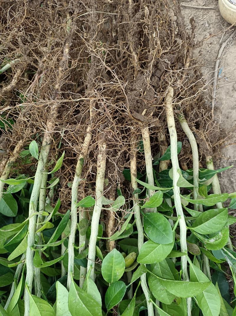 大量供应各种规格土柠檬苗，红芽柠檬苗