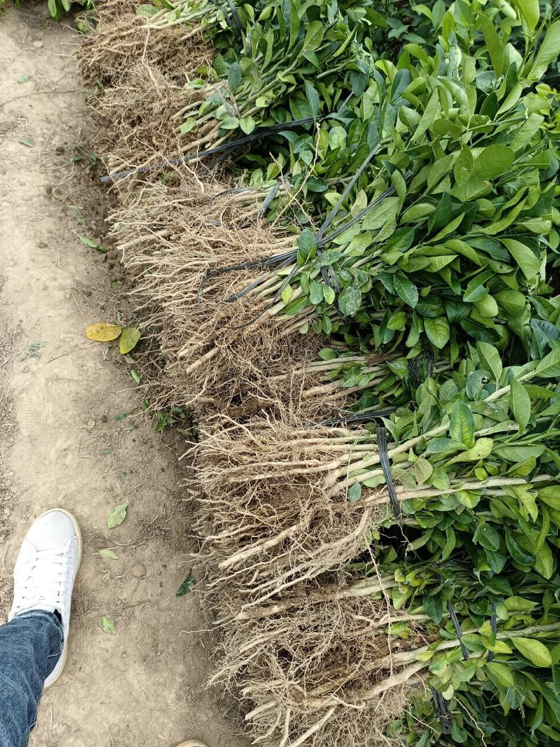 大量供应各种规格土柠檬苗，红芽柠檬苗