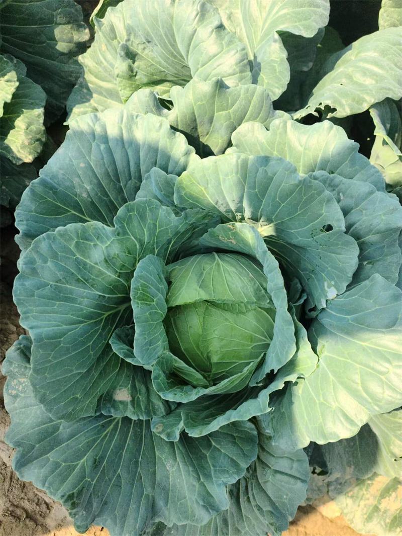 湖北天门甘蓝圆包菜扁包菜基地合作，有质量问题包赔