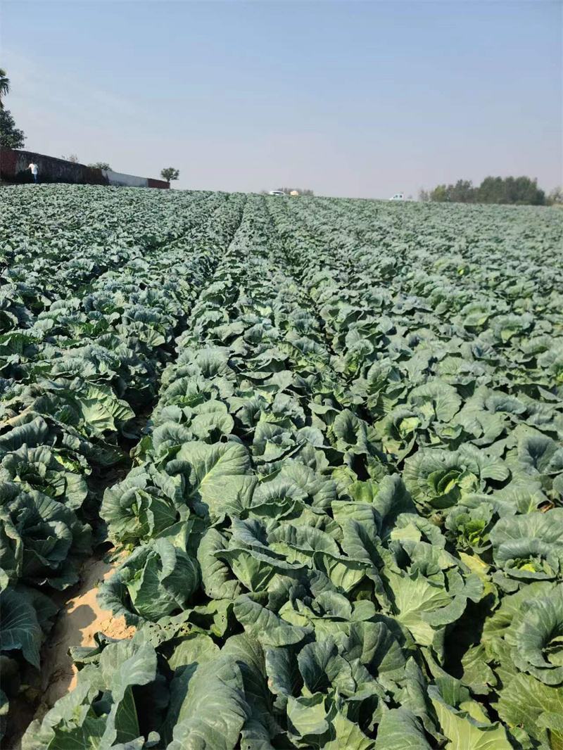 湖北天门甘蓝圆包菜扁包菜基地合作，有质量问题包赔