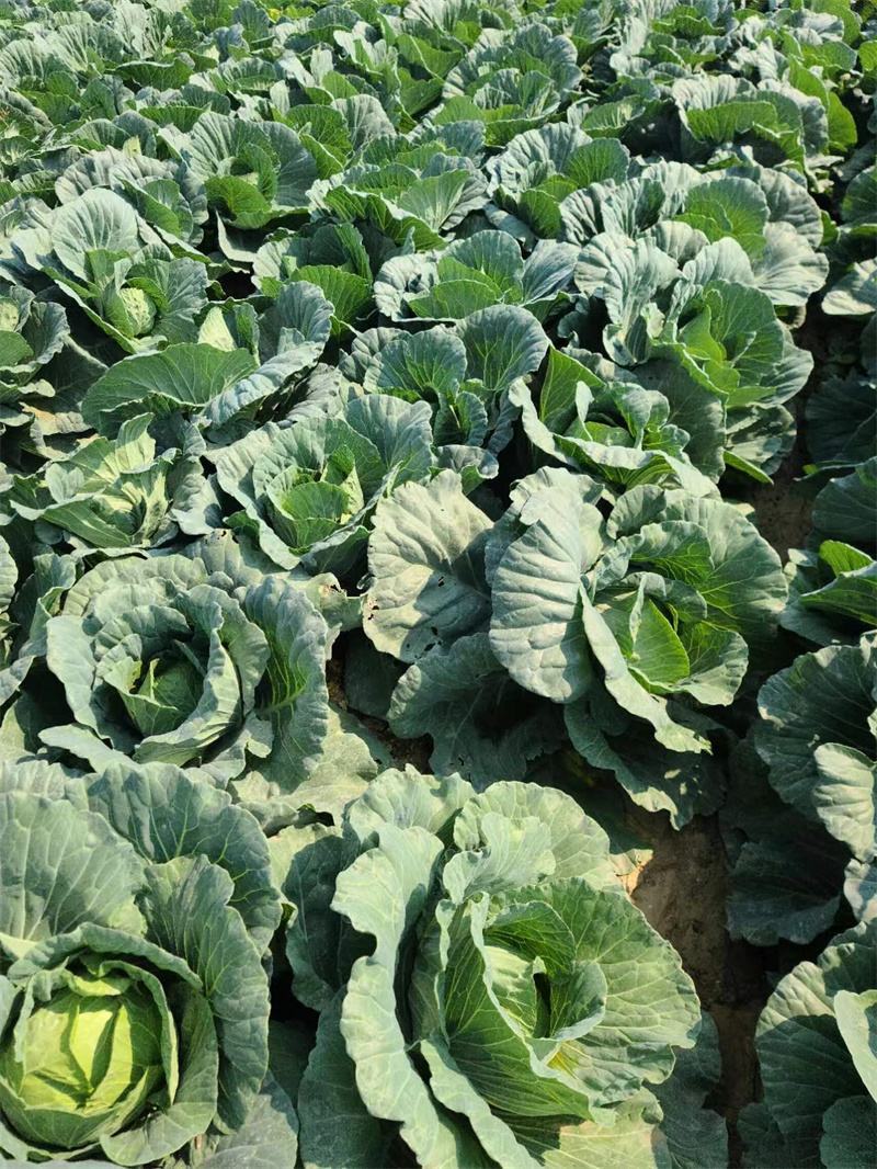 湖北天门甘蓝圆包菜扁包菜基地合作，有质量问题包赔