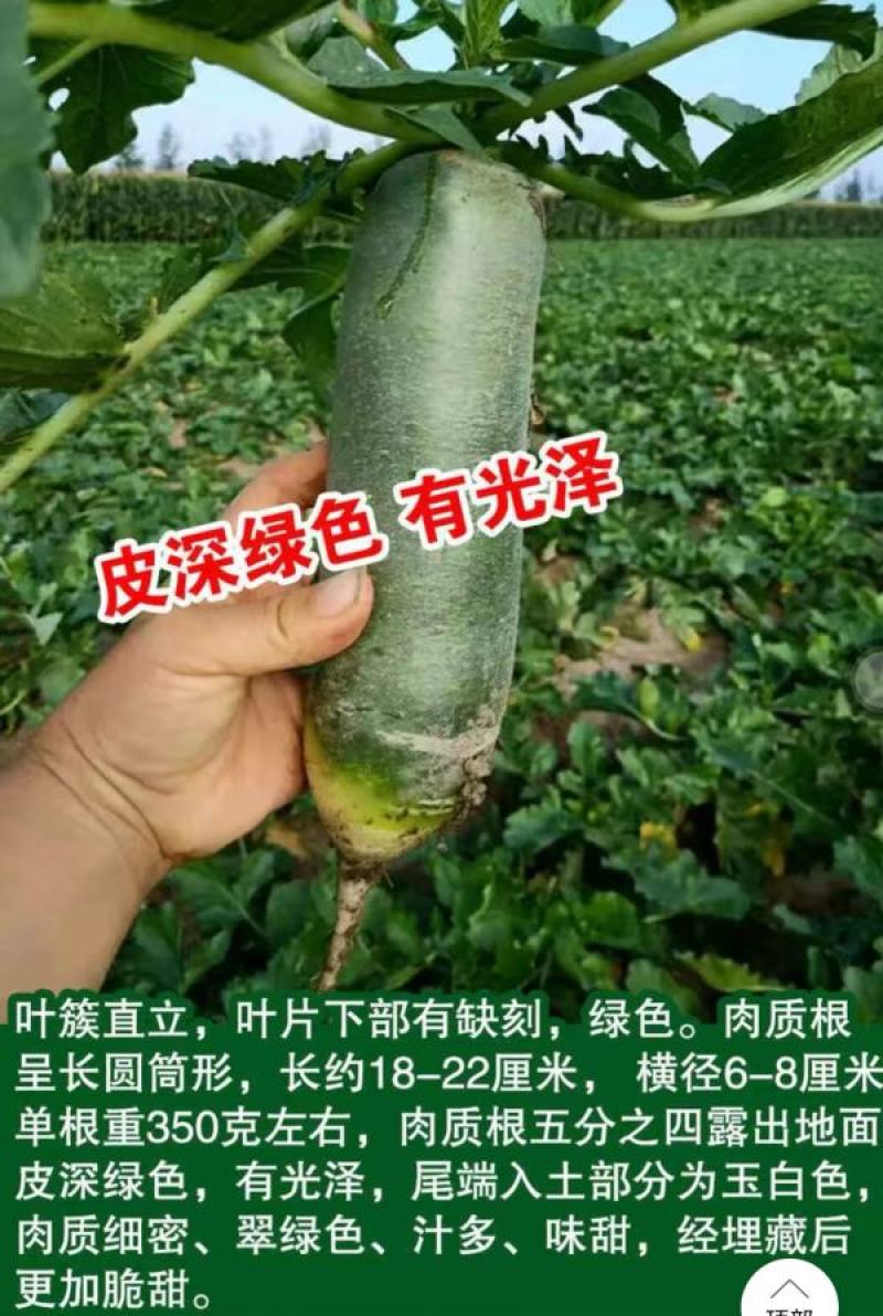 甜脆青水果萝卜种子冰糖水果萝卜种子生吃脆甜农户大面积种植