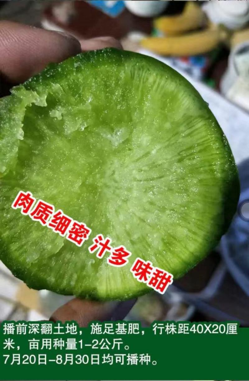 甜脆青水果萝卜种子冰糖水果萝卜种子生吃脆甜农户大面积种植