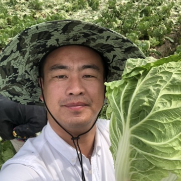 夏阳白菜/秋宝白菜/夏辉白菜/江苏夏阳菜/基地大量供应