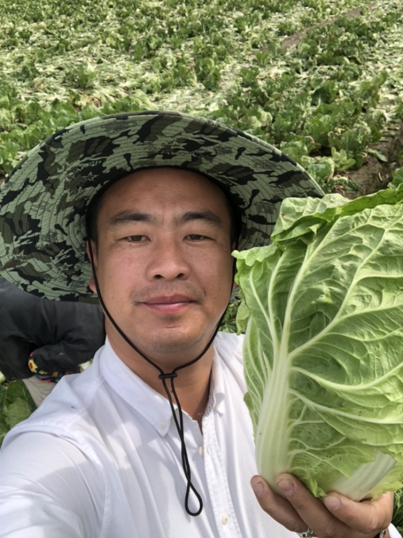 夏阳白菜/秋宝白菜/夏辉白菜/江苏夏阳菜/基地大量供应