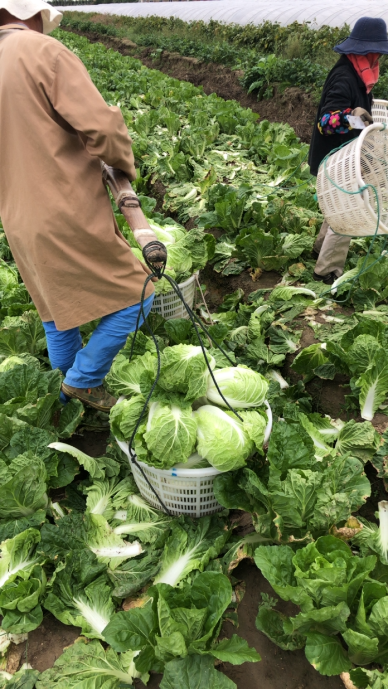 夏阳白菜/秋宝白菜/夏辉白菜/江苏夏阳菜/基地大量供应