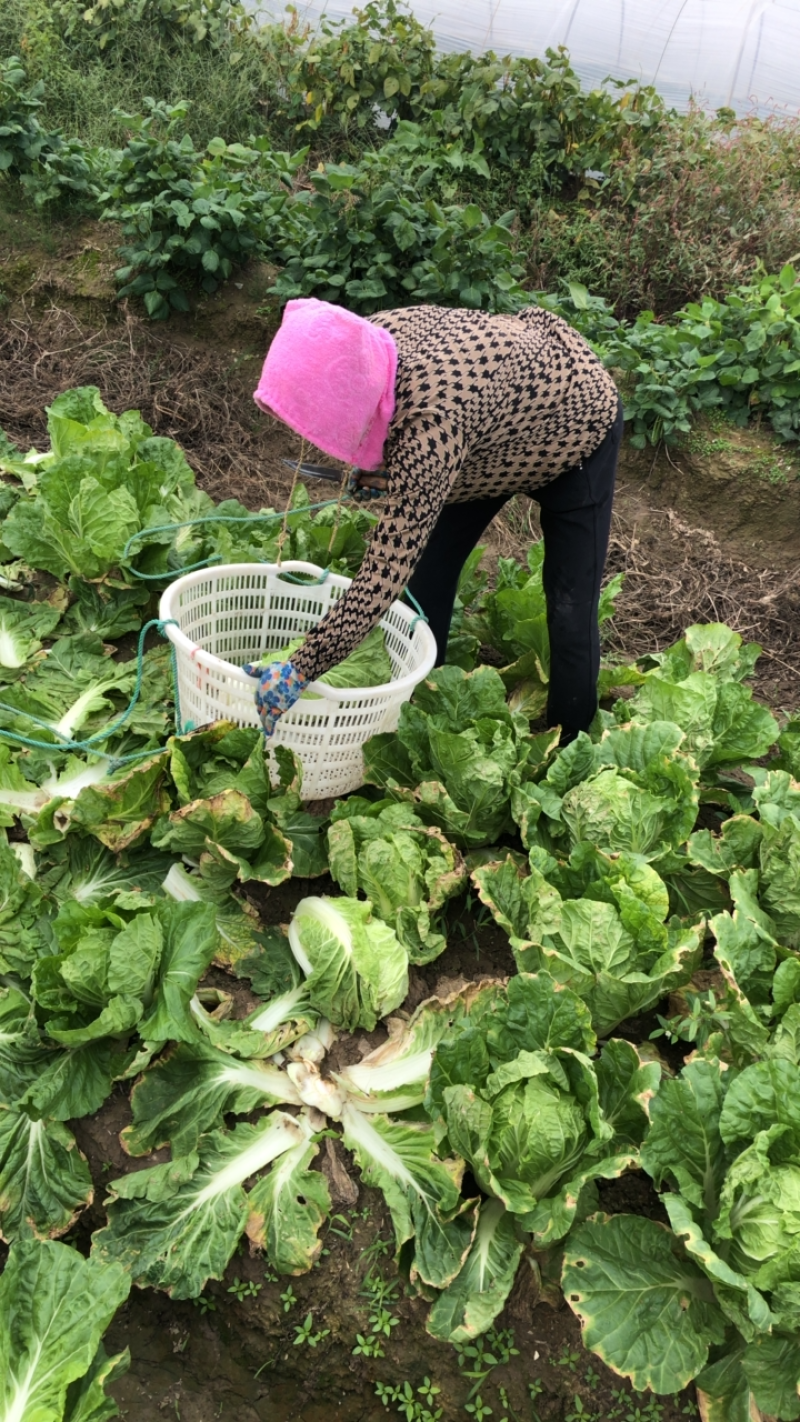 夏阳白菜/秋宝白菜/夏辉白菜/江苏夏阳菜/基地大量供应