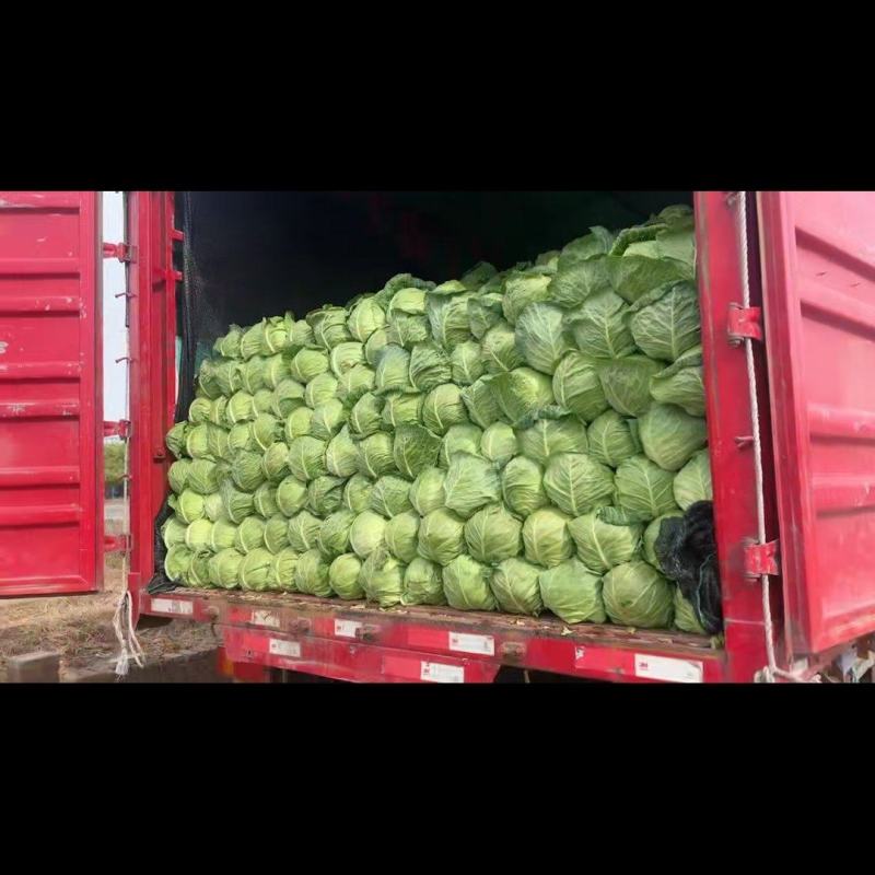 精品甘蓝可散装可袋装支持任何包装量大优惠！