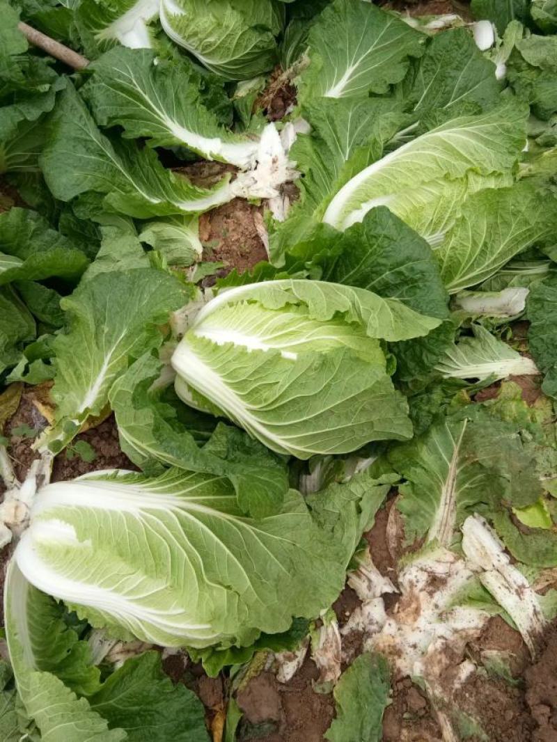 白菜，黄心大白菜，青杂三号，北京三号白菜，代发全国