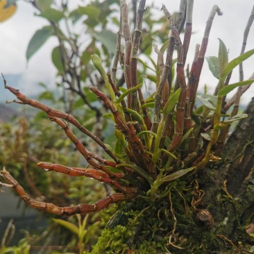 雁荡山水果树上近野生铁皮石斛鲜条欢迎咨询，量大从优