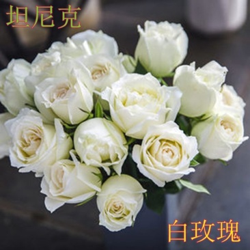 白色玫瑰花坦尼克白雪公主大花浓香切花月季花苗四季开花