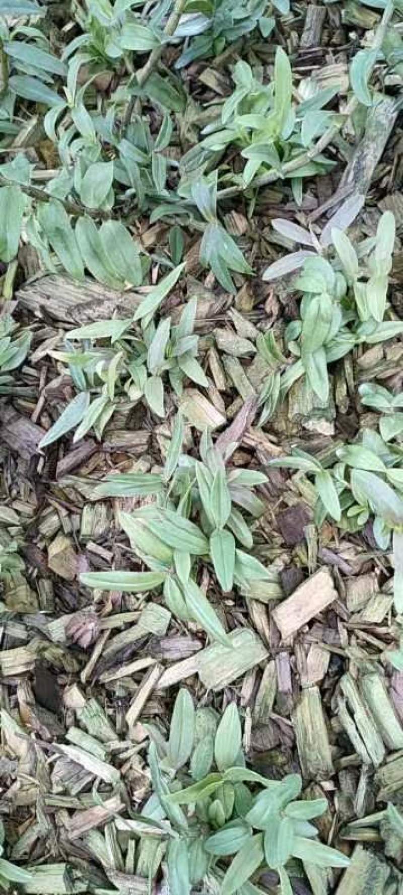 雁荡山水果树上近野生铁皮石斛鲜条欢迎咨询，量大从优
