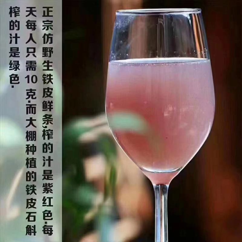 雁荡山水果树上近野生铁皮石斛鲜条欢迎咨询，量大从优