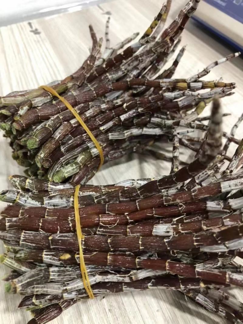雁荡山水果树上近野生铁皮石斛鲜条欢迎咨询，量大从优