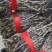 雁荡山水果树上近野生铁皮石斛鲜条欢迎咨询，量大从优