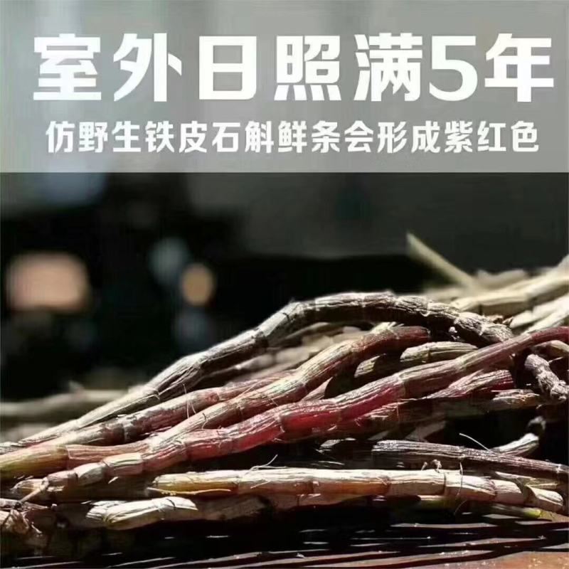 雁荡山水果树上近野生铁皮石斛鲜条欢迎咨询，量大从优