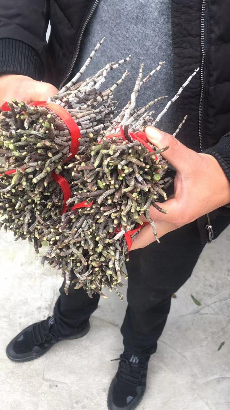雁荡山水果树上近野生铁皮石斛鲜条欢迎咨询，量大从优