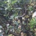 雁荡山水果树上近野生铁皮石斛鲜条欢迎咨询，量大从优