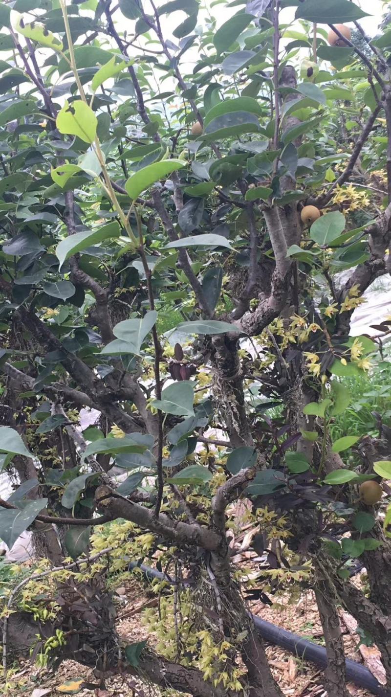 雁荡山水果树上近野生铁皮石斛鲜条欢迎咨询，量大从优